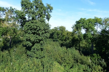 Premium Room, 1 Double Bed (Forest view)