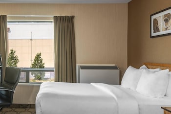 Room, 1 King Bed
