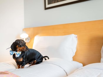Superior Room, Multiple Beds