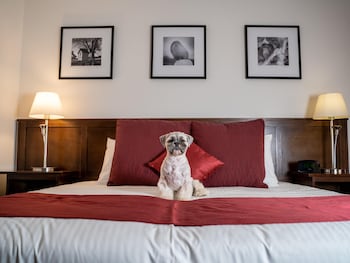 Room, 1 King Bed (Pet)