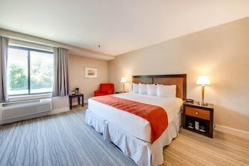 1 King Bed