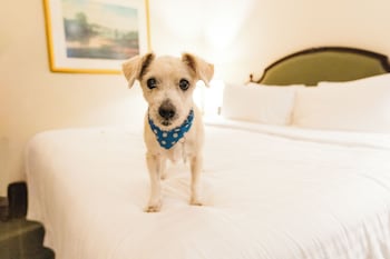 Standard Room, 1 King Bed, Non Smoking (Pet-friendly)