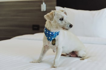 Deluxe Room, 1 King Bed, Non Smoking (Pet-friendly)