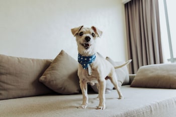 Deluxe Room, 1 King Bed, Non Smoking (Pet-friendly)