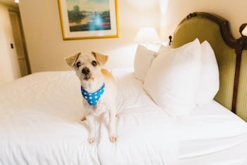 Standard Room, 2 Queen Beds, Non Smoking (Pet-friendly)